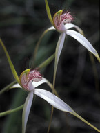 Caladenia longicauda coll.