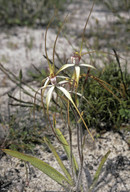 Caladenia longicauda coll.