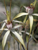 Caladenia longicauda coll.
