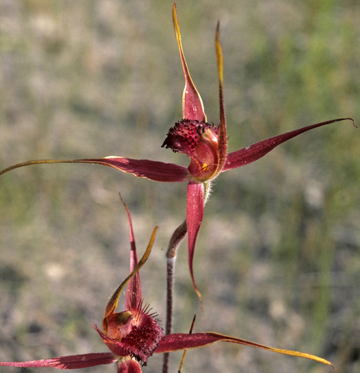 Caladenia decora