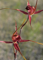 Caladenia decora