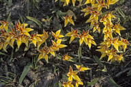 Caladenia flava