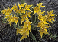 Caladenia flava