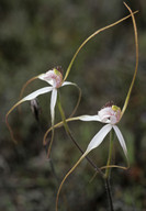 Caladenia longicauda coll.