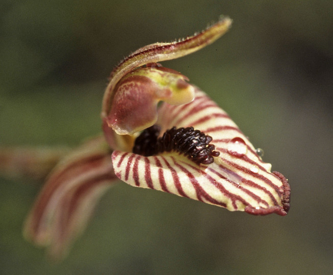 Caladenia cairnsiana