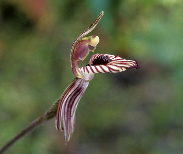 Caladenia cairnsiana