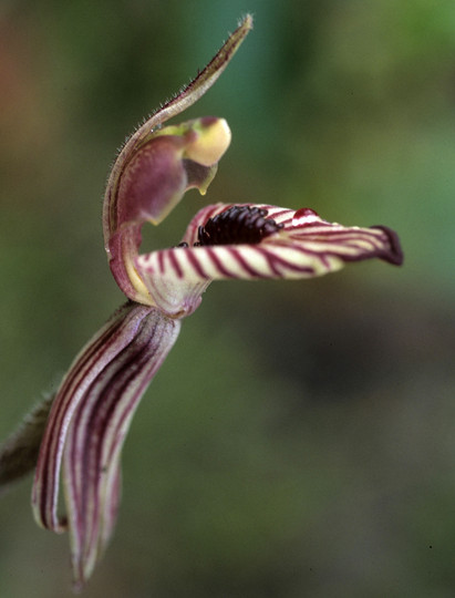 Caladenia cairnsiana