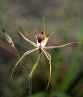 Caladenia huegelii