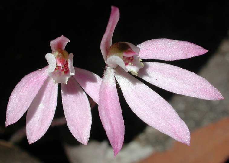 Caladenia pusilla