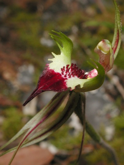 Caladenia tentaculata