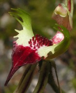 Caladenia tentaculata