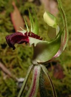 Caladenia tentaculata