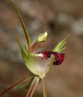 Caladenia tentaculata