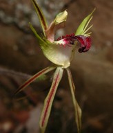 Caladenia tentaculata