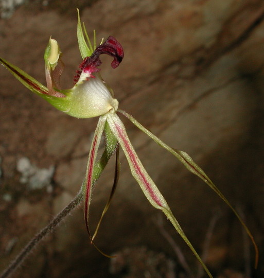 Caladenia tentaculata