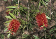 Callistemon pollandii