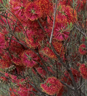 Callistemon phoeniceus