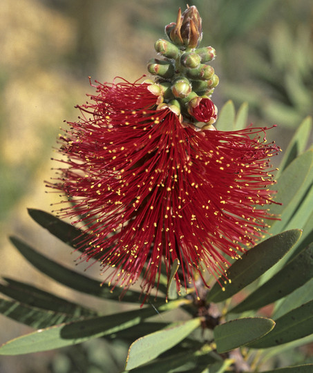 Callistemon glaucus