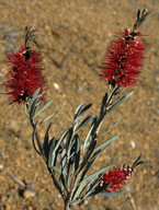 Callistemon phoeniceus