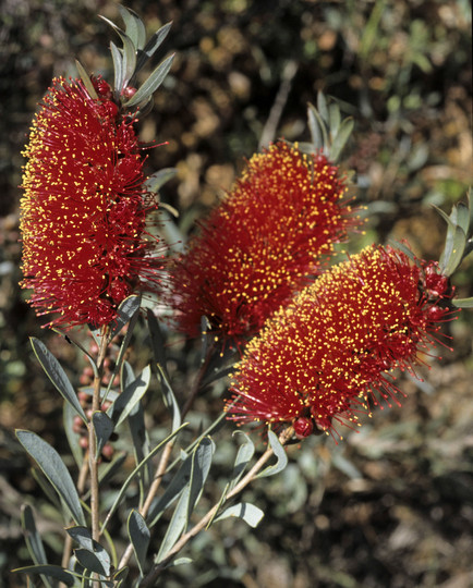 Callistemon phoeniceus