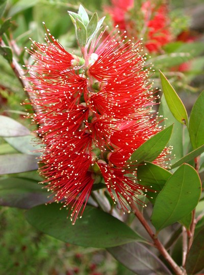 Callistemon pollandii