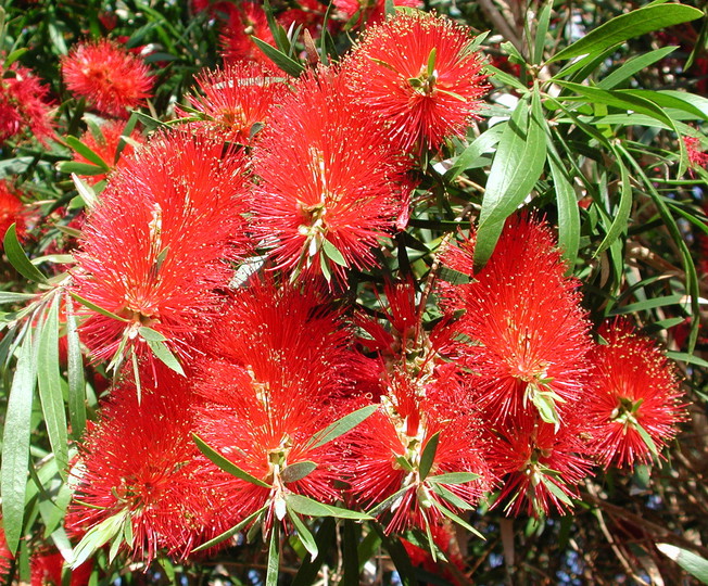 Callistemon sp.