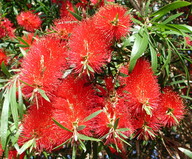 Callistemon sp.