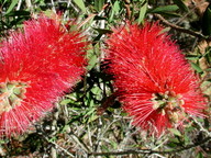 Callistemon citrinus