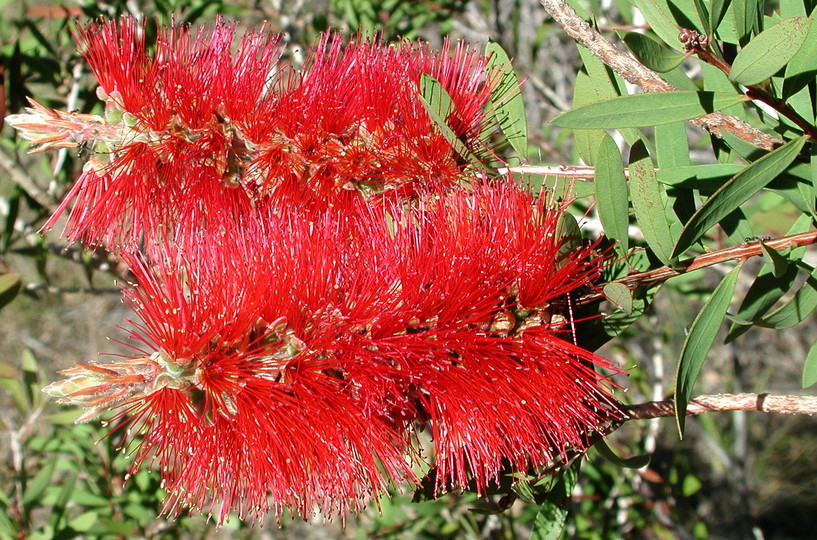 Callistemon citrinus