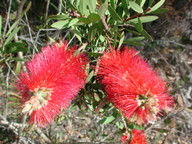 Callistemon citrinus