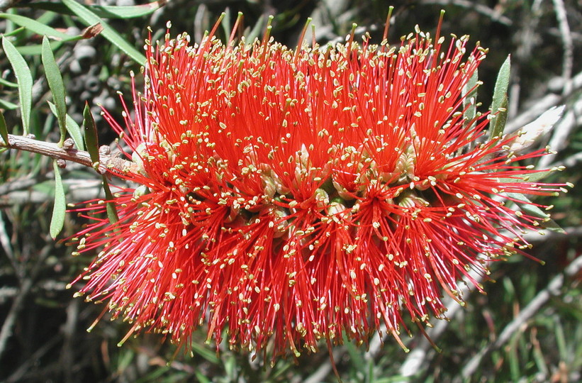 Callistemon rugulosus