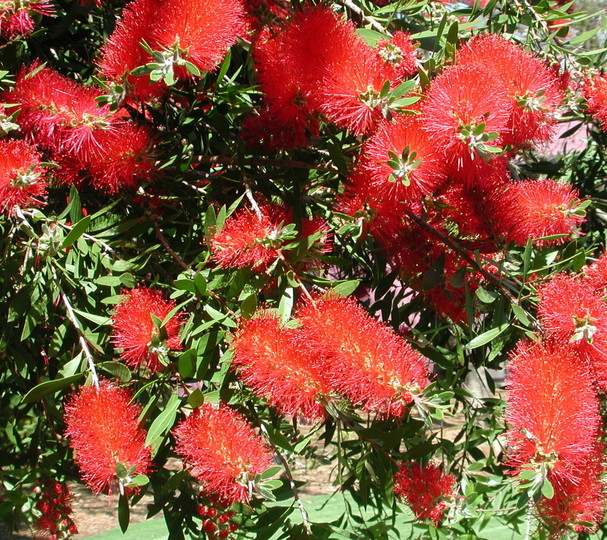 Callistemon citrinus