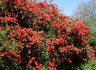 Callistemon citrinus