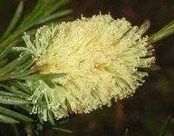 Callistemon sp. 