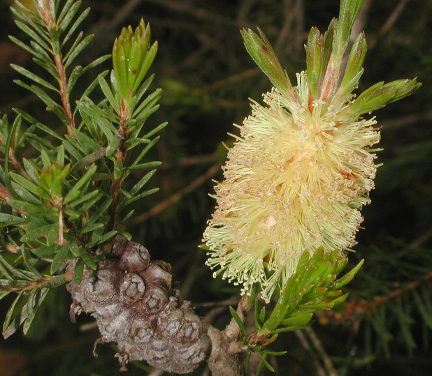 Callistemon sp. 