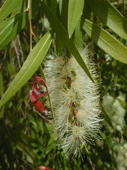 Callistemon salignus