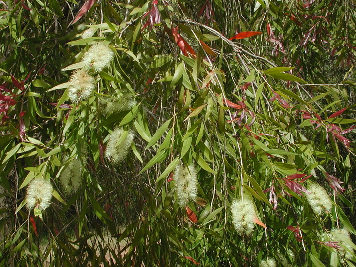 Callistemon salignus