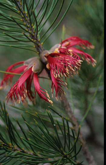 Calothamnus validus