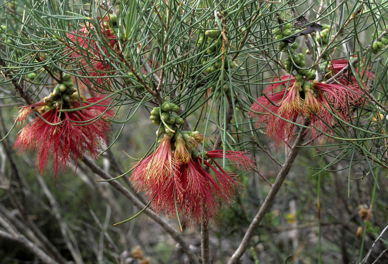 Calothamnus longissimus?