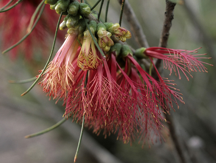 Calothamnus longissimus?