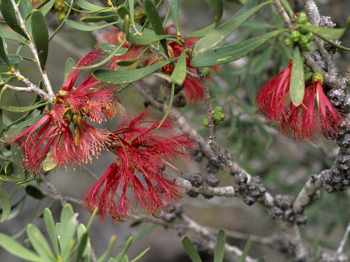 Calothamnus homalophyllus