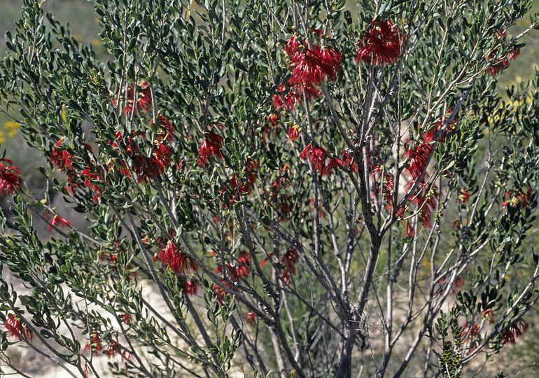 Calothamnus homalophyllus