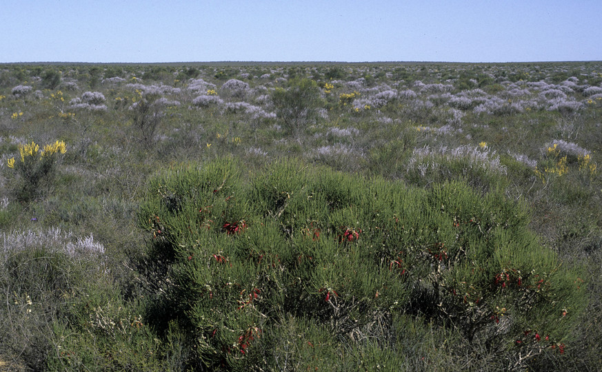 Calothamnus oldfieldii