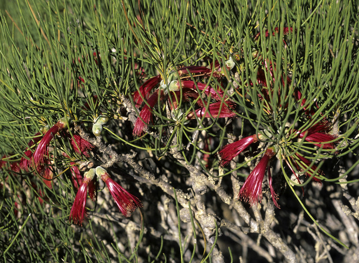 Calothamnus oldfieldii