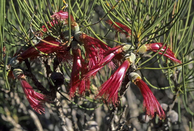 Calothamnus oldfieldii