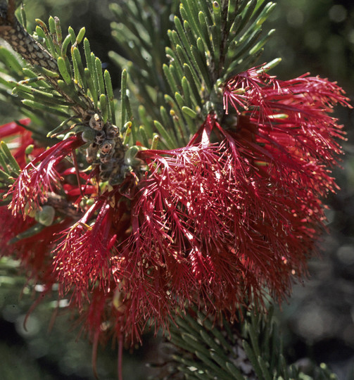 Calothamnus quadrifidus