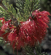 Calothamnus quadrifidus