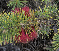 Calothamnus pinifolius