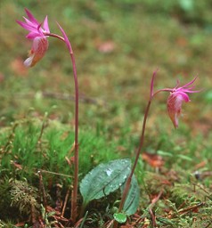 Calypso bulbosa