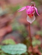 Calypso bulbosa